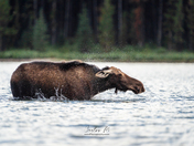 Cow Moose in Jasper National Park