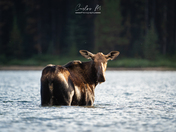 Cow Moose in Jasper National Park