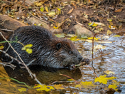 Urban Beaver