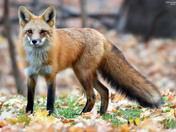 Red Fox 