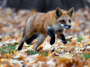 Red Fox 