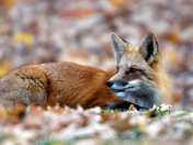 Red Fox 