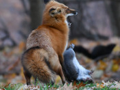 Red Fox 