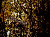 The Rare Back of a Hawk