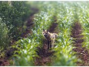 fox in field 