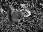 Listening to the Ocean