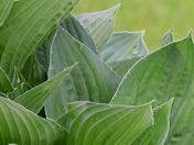 Hosta la vista