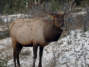 Bull elk 1