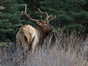 Bull Elk 2