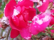 Niagara snow roses