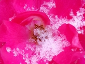 Niagara snow roses