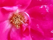 Niagara snow roses