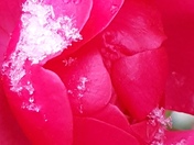 Niagara snow roses