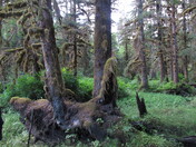 A Walk In The Great Bear Rainforest