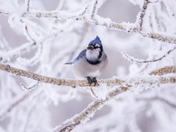 Frosty Morning Jay