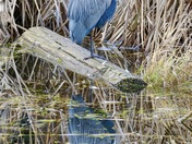 Great Blue Heron Reflection