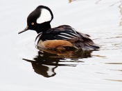 Hooded merganser Drake 