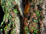Leaf holding on to fall on tree bark