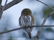 Pygmy owl