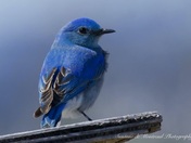 Handsome Mountain Bluebird