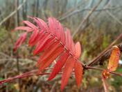 Red Sumac leaf holding on to fall in the Niagara Gorge