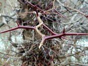 Thorny Honey Locust