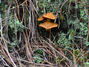 previous entry