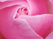 Late blooming Niagara Rose