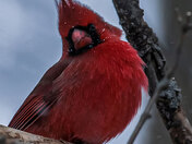 Northern Cardinal