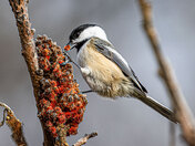 Black-Capped Chickadee