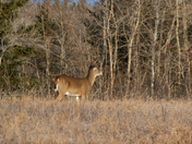 Something Is In the Air