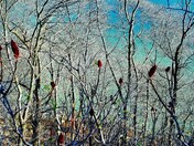 Sumac in the Gorge on Canadian side