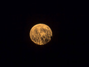 Halloween Full Blue Moon