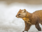 Pine Marten