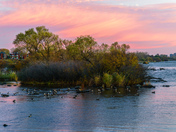 Ducks in the pond 