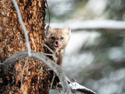 Cute little pine marten