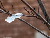Melting moments after the snowstorm
