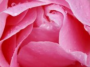 Final bloom
