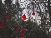 Red on a grey day