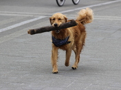 A Jog Through the Wind