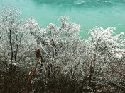 Snow falling on trees in the Niagara Gorge, Canadian side
