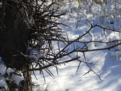 Thorny Honey Locust Tree trunk at the top of the Niagara Gorge 