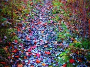 A Path Of Autumn Colour 