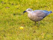 The Gull that Laid the Golden Egg