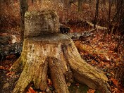 Trunk chair in late Autumn in Carolinian Forest. 