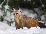 Pine marten in the snow