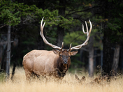 Bull Elk 