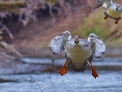 Common Merganser - female