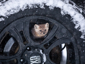 Winter Tire Inspector