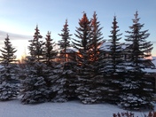 Glistening Calgary morning looking out the kitchen window